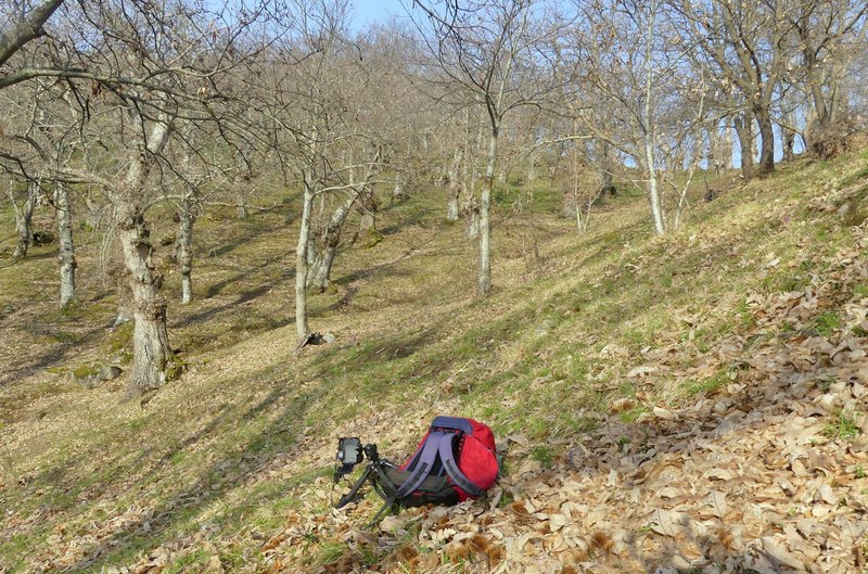 Dactylorhiza romana e prime fioriture tra Lazio e Campania - marzo 2023.